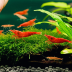 Are Argentine Red Shrimp Good For Shrimp Cocktail? Proven Best!