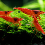 Are Bigger Shrimp Better? Proven Advantage