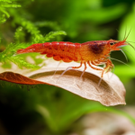 Are Catappa Leaves Good For Shrimp? Genius Benefits!
