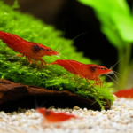 Are Cherry Shrimp Nocturnal: Proven Essential Guide