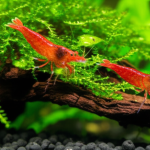 Are Copepods Bad For Shrimp? Essential Guide
