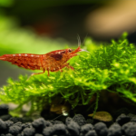 Are Farm Raised Shrimp Bad? Essential Guide