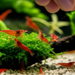 Are Frozen Shrimp Good: Proven Best