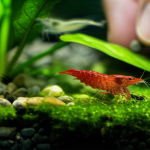 Are Ghost Shrimp Neocaridina: Essential Guide