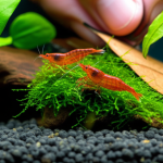 Are Indian Almond Leaves Good For Shrimp: Essential Guide