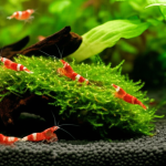 Are Mantis Shrimp Shrimp? Essential Facts