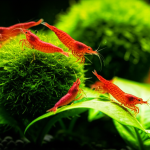 Are Moss Balls Good For Shrimp: Essential Guide