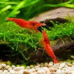 Are Nitrates Bad For Shrimp? Proven Safe