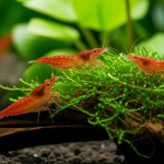 Are Parasites Bad for Shrimp? Essential Guide