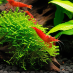 Are Peacock Mantis Shrimp Shrimp? Essential Guide