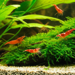 Are Pistol Shrimp Shrimp: Essential Guide