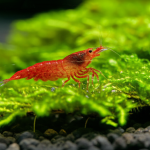 Are Planaria Bad For Shrimp? Essential Guide