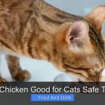 Is Roast Chicken Good for Cats Safe Treat Tips