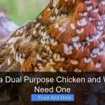 What Is a Dual Purpose Chicken and Why You Need One