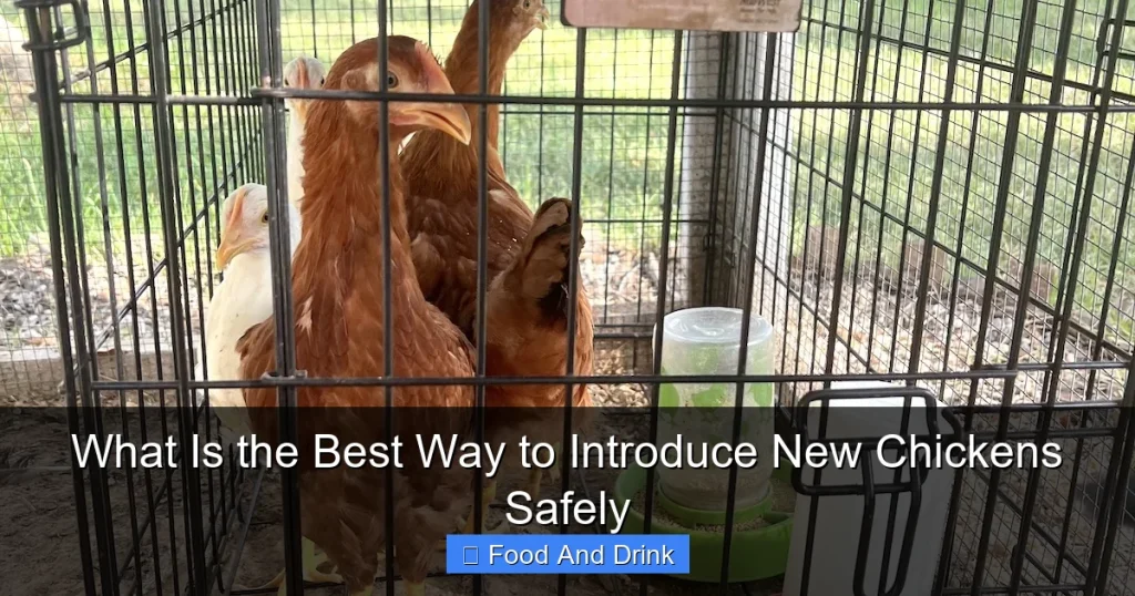 What Is the Best Way to Introduce New Chickens Safely