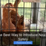 What Is the Best Way to Introduce New Chickens Safely