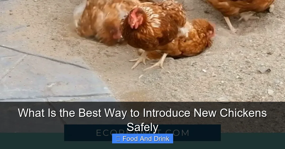 What Is the Best Way to Introduce New Chickens Safely