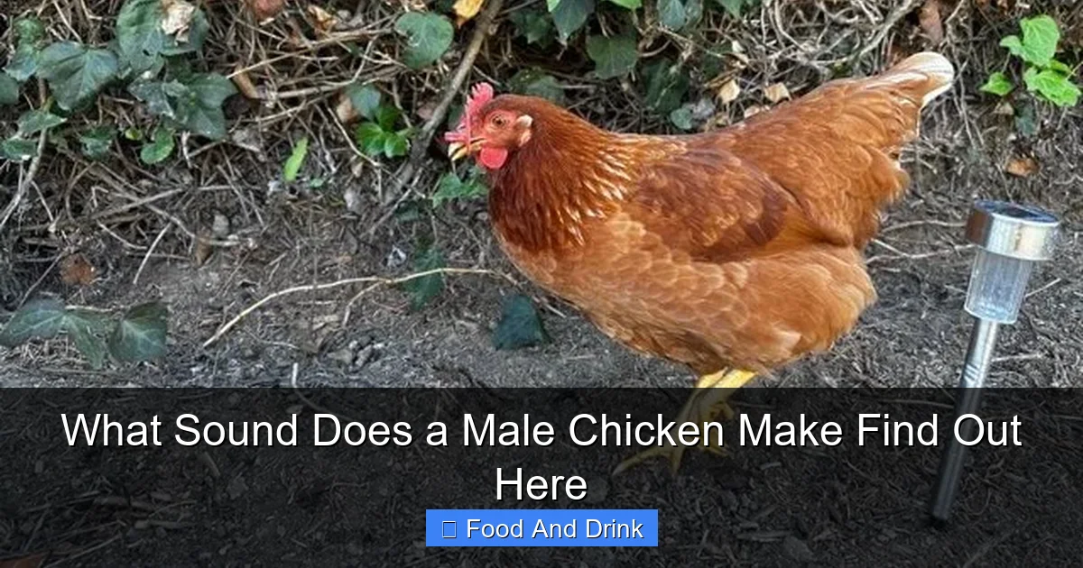 What Sound Does a Male Chicken Make Find Out Here