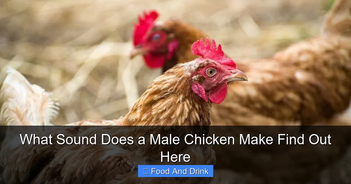 What Sound Does a Male Chicken Make Find Out Here
